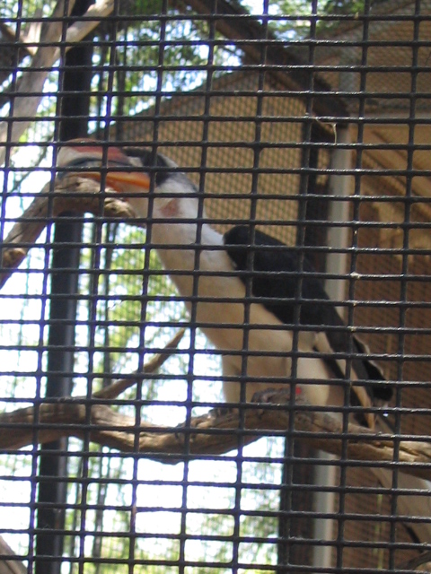 458x617 pixels (211K)